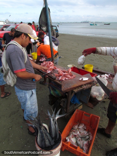 Procesamiento de pescado fresco en la playa en Manta. (480x640px). Ecuador, Sudamerica.