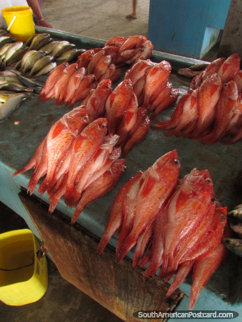 Peixe cor-de-laranja no mercado atrás de Praia Tarqui em Manta. (480x640px). Equador, América do Sul.