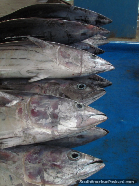 O peixe principal de manta pegado  atum. (480x640px). Equador, Amrica do Sul.