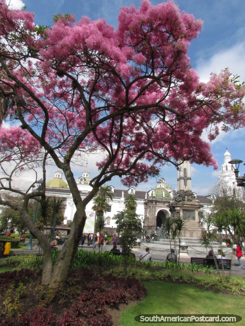 El rbol rosado vivo asombroso en el Plaza de Armas de Quito. (480x640px). Ecuador, Sudamerica.