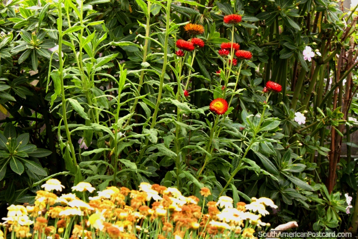 Flores rojas/amarillas en los jardines en Parque Juan Montalvo en Ambato. (720x480px). Ecuador, Sudamerica.