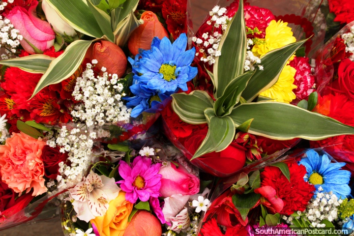 Bouquets of flowers at the flower market in Ambato. (720x480px). Ecuador, South America.