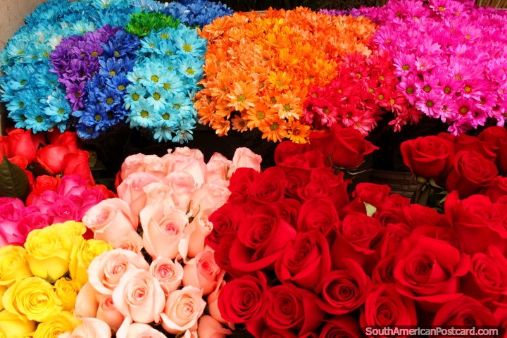 Surtido colorido de margaritas y rosas para la venta en el mercado de las flores en Ambato. (720x480px). Ecuador, Sudamerica.