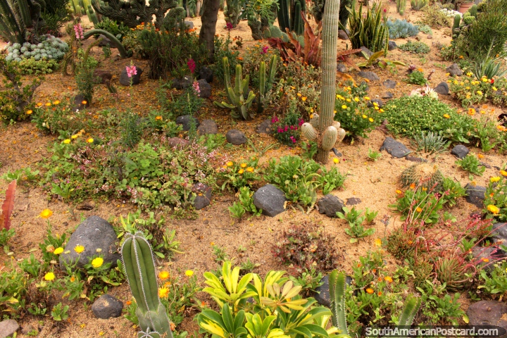 Gardens of cactus and flowers at Jardin Botanico de Ambato Atocha la Liria. (720x480px). Ecuador, South America.