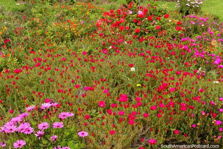 Flores rojas prpuras rosadas, jardines de colores brillantes en Ambato. (720x480px). Ecuador, Sudamerica.