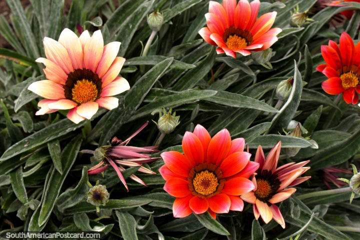 Smell the daisies and fresh air at the Ambato botanical gardens. (720x480px). Ecuador, South America.