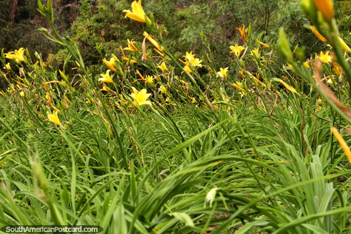 As flores amarelas conseguem o cu nos pastos dos jardins botnicos de Ambato. (720x480px). Equador, Amrica do Sul.