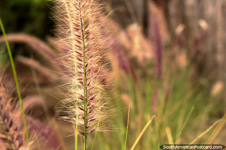 Una planta tipo pluma en los jardines botnicos de Ambato. (720x480px). Ecuador, Sudamerica.