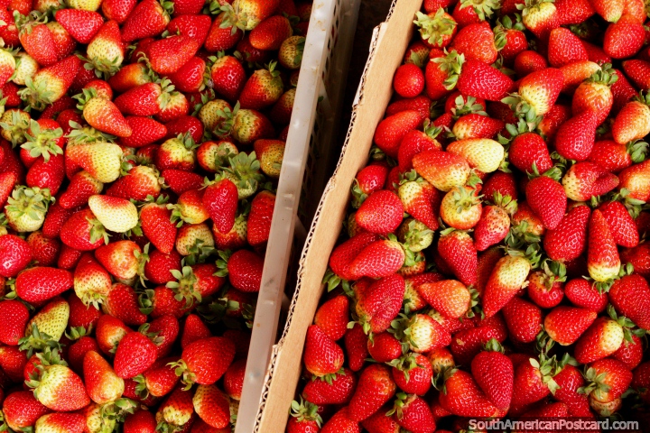Fresh strawberries from the city of fresh fruit Ambato. (720x480px). Ecuador, South America.