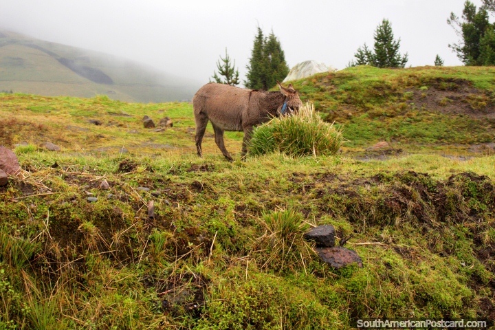 O burro come um ramo da grama na margem de estrada entre Ambato e Guaranda. (720x480px). Equador, América do Sul.