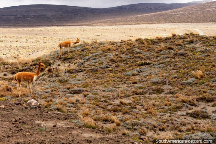 Um par de lhamas jovens ou cervos em terreno áspero no caminho a Guaranda. (720x480px). Equador, América do Sul.