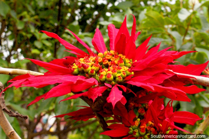 Flor vermelha e amarela em Parque Bolivar em Guaranda. (720x480px). Equador, América do Sul.