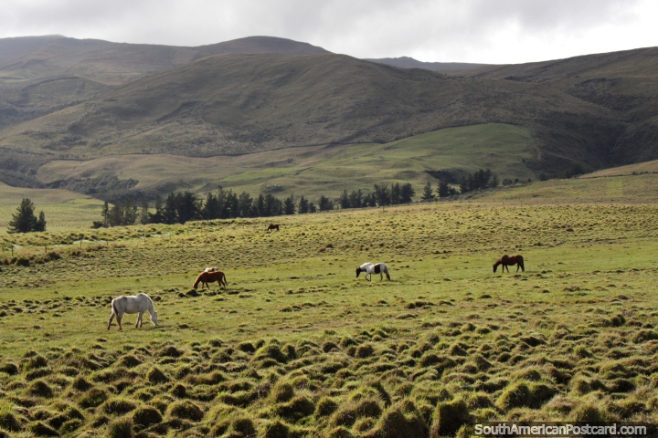 Grazing horses in the green countryside between Ambato and Riobamba. (720x480px). Ecuador, South America.