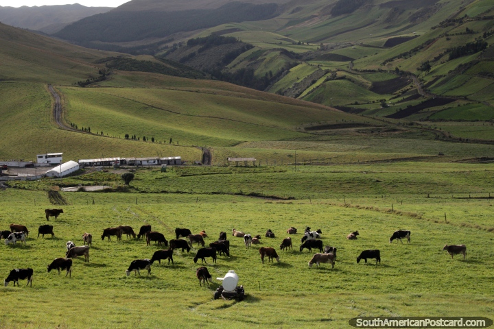 Cows graze in the beautiful countryside between Ambato and Riobamba. (720x480px). Ecuador, South America.
