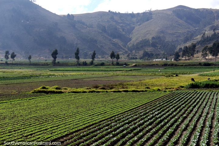 Crop fields and hills around Cajabamba, south of Riobamba. (720x480px). Ecuador, South America.