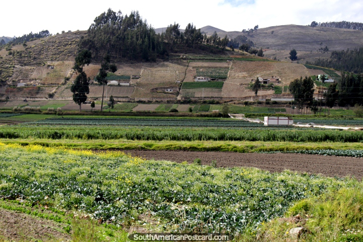 A zona rural em volta de Cajabamba, ao sul de Riobamba. (720x480px). Equador, Amrica do Sul.