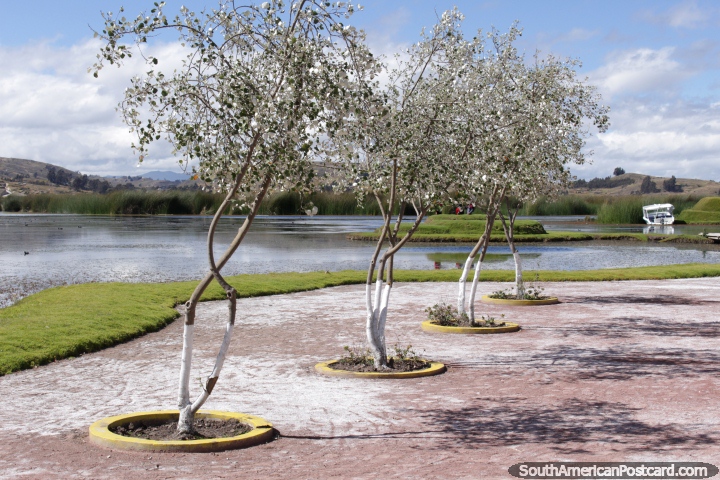 A row of silver leaved trees at Colta Lagoon. (720x480px). Ecuador, South America.