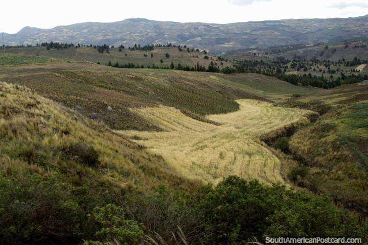 Zona rural pitoresca e vale ao norte de Alausi. (720x480px). Equador, América do Sul.