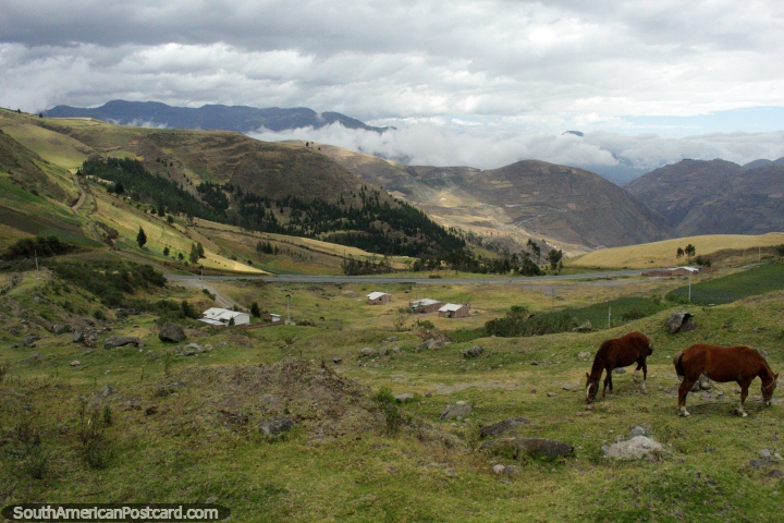 Un par de caballos marrones en las colinas al norte de Alausí, gran vista. (720x480px). Ecuador, Sudamerica.