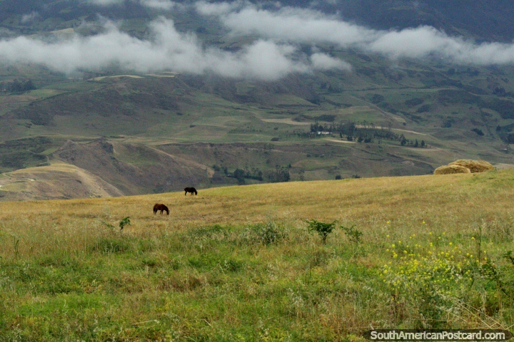 Otro par de caballos con un montón de heno para comer en las colinas al norte de Alausí. (720x480px). Ecuador, Sudamerica.