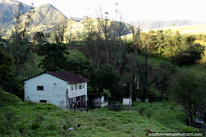 Casa en el campo con los pollos en la hierba frente, al sur de Alausí y Chunchi. (720x480px). Ecuador, Sudamerica.