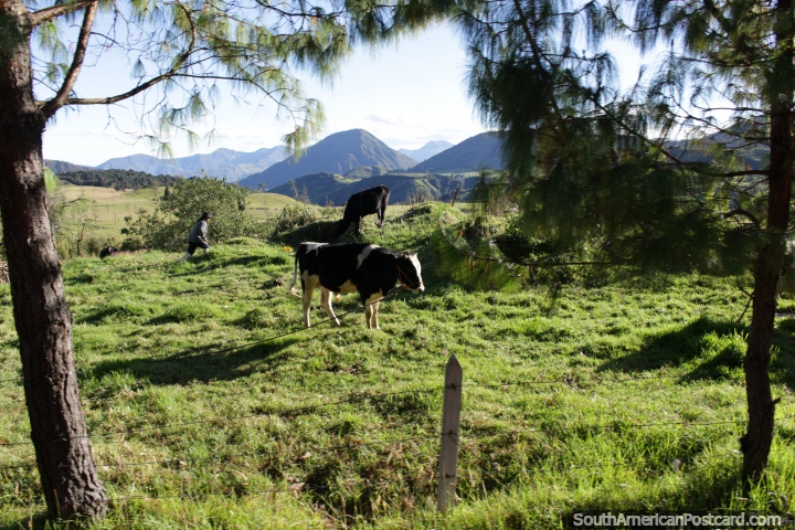 A pair of cows and nice distant mountains, south of Joyagshi. (720x480px). Ecuador, South America.