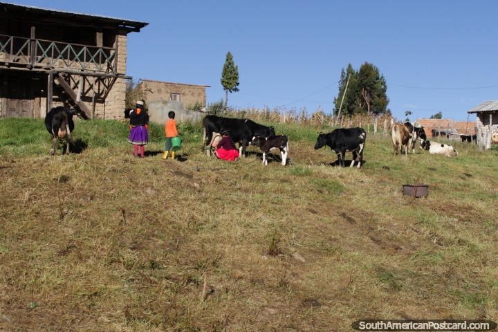 Quechua family milk their cows, between Zhud and Tambo. (720x480px). Ecuador, South America.