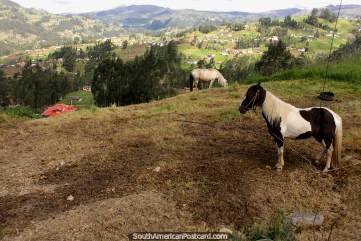 Ponies perched on a lawn above the valley around Biblian. (720x480px). Ecuador, South America.