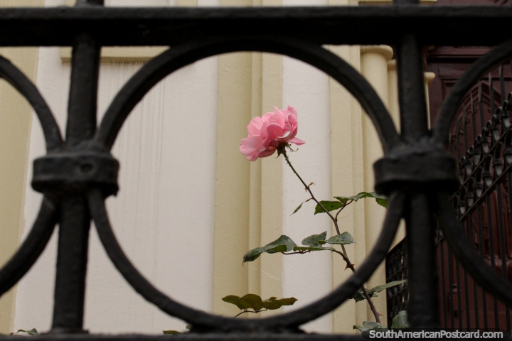 Uma flor rosa do lado de fora de Colégio de Santa Mariana de Jesus em Cuenca. (720x480px). Equador, América do Sul.
