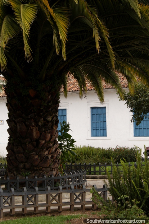 Palmeira com um museu atrás junto de Parque San Sebastian em Cuenca. (480x720px). Equador, América do Sul.