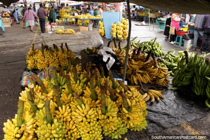 Bananas near and far, buy them at Pujili market, 15mins from Latacunga. (720x480px). Ecuador, South America.