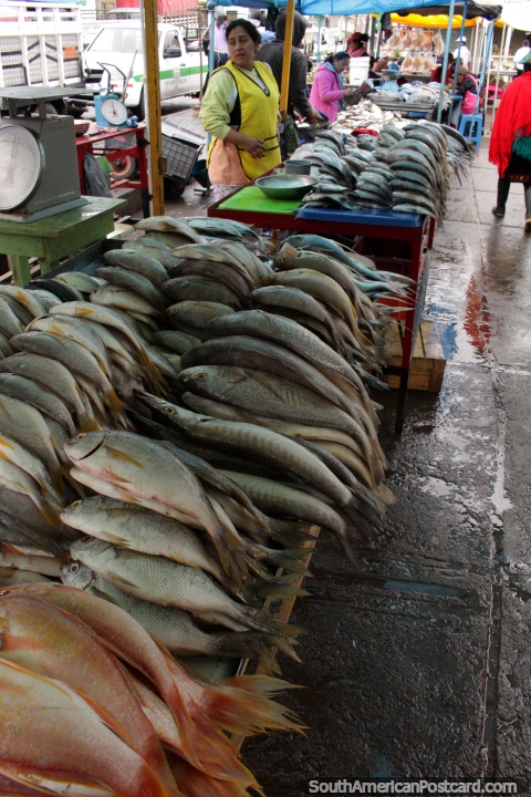 Peixe fresco trazido durante a noite da costa de venda em mercado de Pujili nas montanhas. (480x720px). Equador, Amrica do Sul.