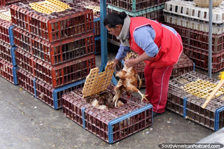 Pollos proporcionan comida, pero son tratados como basura en el mercado de Saquisilí, ¿por qué? (720x480px). Ecuador, Sudamerica.