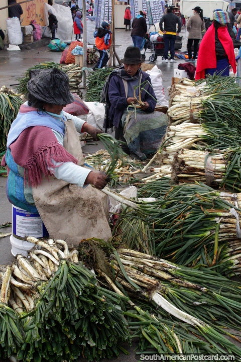 Las personas preparan sus cebollas de primavera para vender en el mercado de Saquisil. (480x720px). Ecuador, Sudamerica.