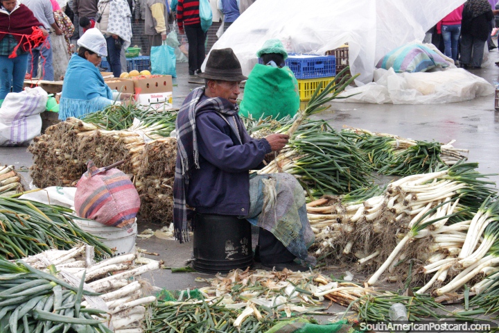 Pilas de cebollas de primavera recin elegido, el hombre peelings suyo en el mercado de Saquisil. (720x480px). Ecuador, Sudamerica.