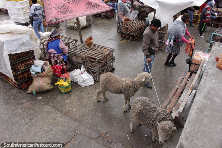 A pair of sheep arrive at Saquisili animal market. (720x480px). Ecuador, South America.