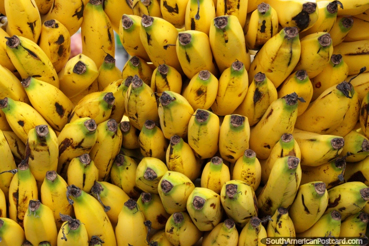 50 bananas da mesma famïlia em mercado de Saquisili. (720x480px). Equador, América do Sul.