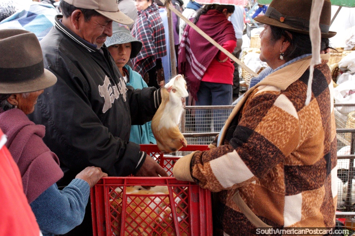 Porcos de Guin atraentes, animais a alguns, comida aos outros, Saquisili. (720x480px). Equador, Amrica do Sul.