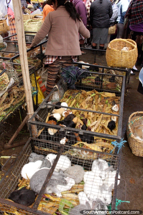 Coelhos de coelho e porcos de Guin no mercado dos animais de Saquisili. (480x720px). Equador, Amrica do Sul.