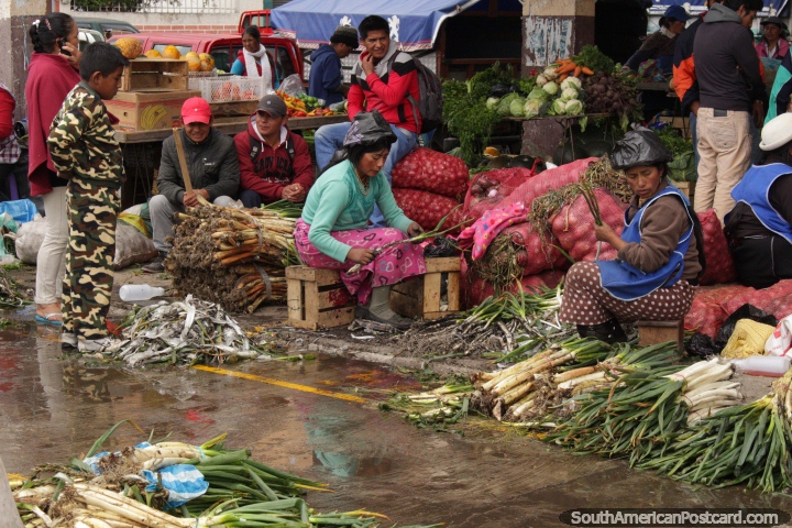 2 Quechua women organize their spring onions to sell at Plaza Gran Colombia in Saquisili. (720x480px). Ecuador, South America.