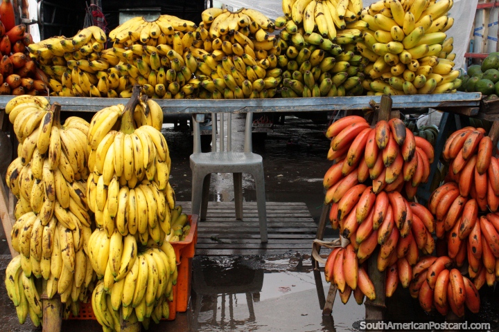 Racimos de plátanos rosados y amarillos cortados del árbol en el mercado de Saquisilí, todos los Jueves. (720x480px). Ecuador, Sudamerica.