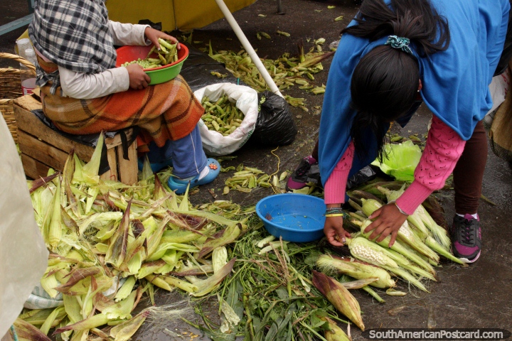 Descascar espigas de milho de grão e vagens de ervilha em Praça Gran Colômbia em Saquisili. (720x480px). Equador, América do Sul.