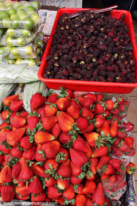Morangos e boysenberries de venda no mercado municipal em Cayambe. (480x720px). Equador, América do Sul.