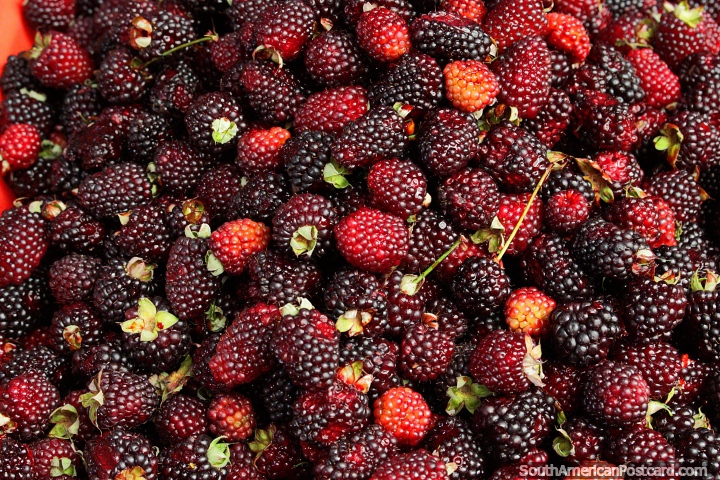 Fresh boysenberries at the municipal market in Cayambe - Mercado Diario Municipal. (720x480px). Ecuador, South America.