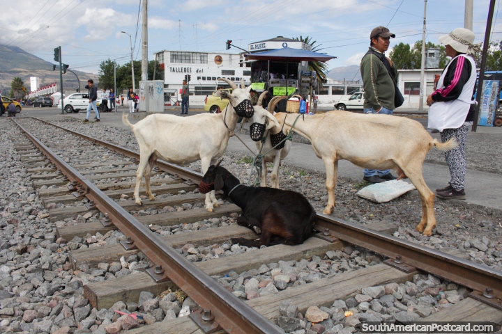 As cabras da venda no trem seguem a pista perto da estao em Ibarra. (720x480px). Equador, Amrica do Sul.