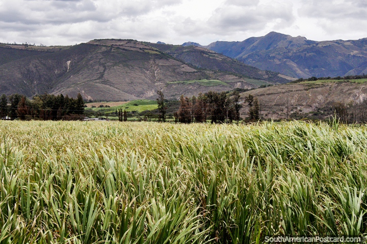 Montaas y terreno verde en direccin noroeste de Ibarra a San Lorenzo. (720x480px). Ecuador, Sudamerica.