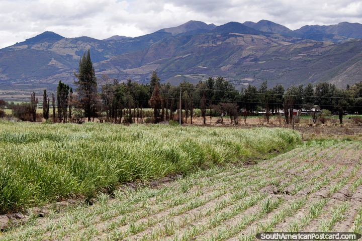 Colheitas, campos verdes, árvores e montanhas entre Ibarra e San Lorenzo. (720x480px). Equador, América do Sul.