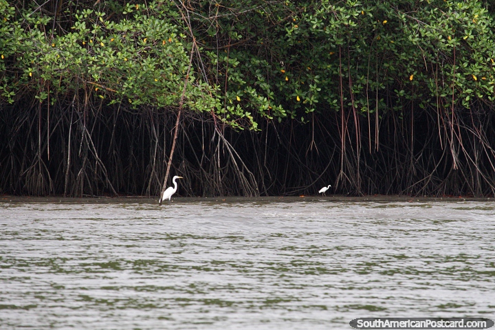 Mãe e cegonhas jovens em volta dos mangues da costa de San Lorenzo. (720x480px). Equador, América do Sul.