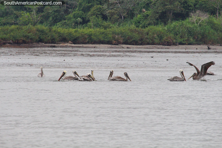 Alguns muitos pelicanos nas águas em volta de San Lorenzo. (720x480px). Equador, América do Sul.