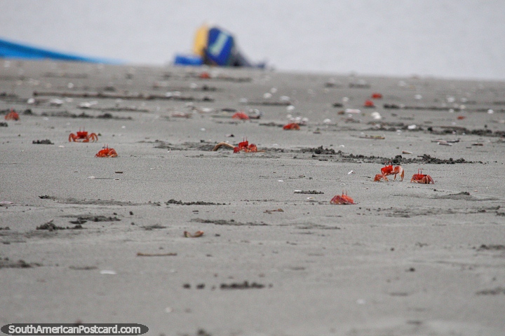 Os caranguejos cor-de-laranja são os chefes de uma ilha isolada da costa de San Lorenzo. (720x480px). Equador, América do Sul.